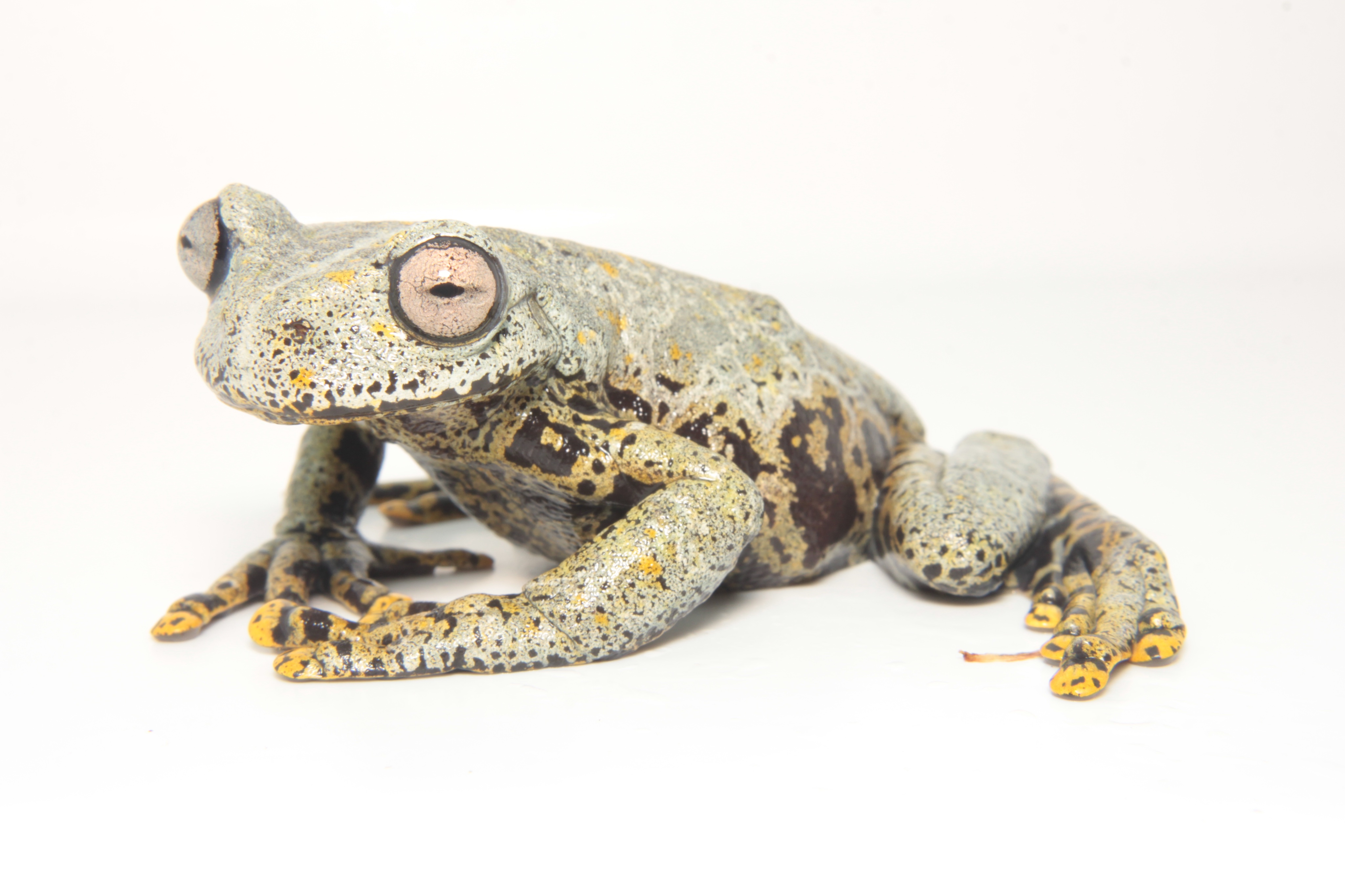 Hyloscirtus tolkieni
