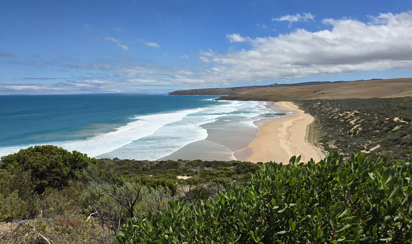 Más de 400 especies marinas afectadas por floración de alga tóxica en Australia