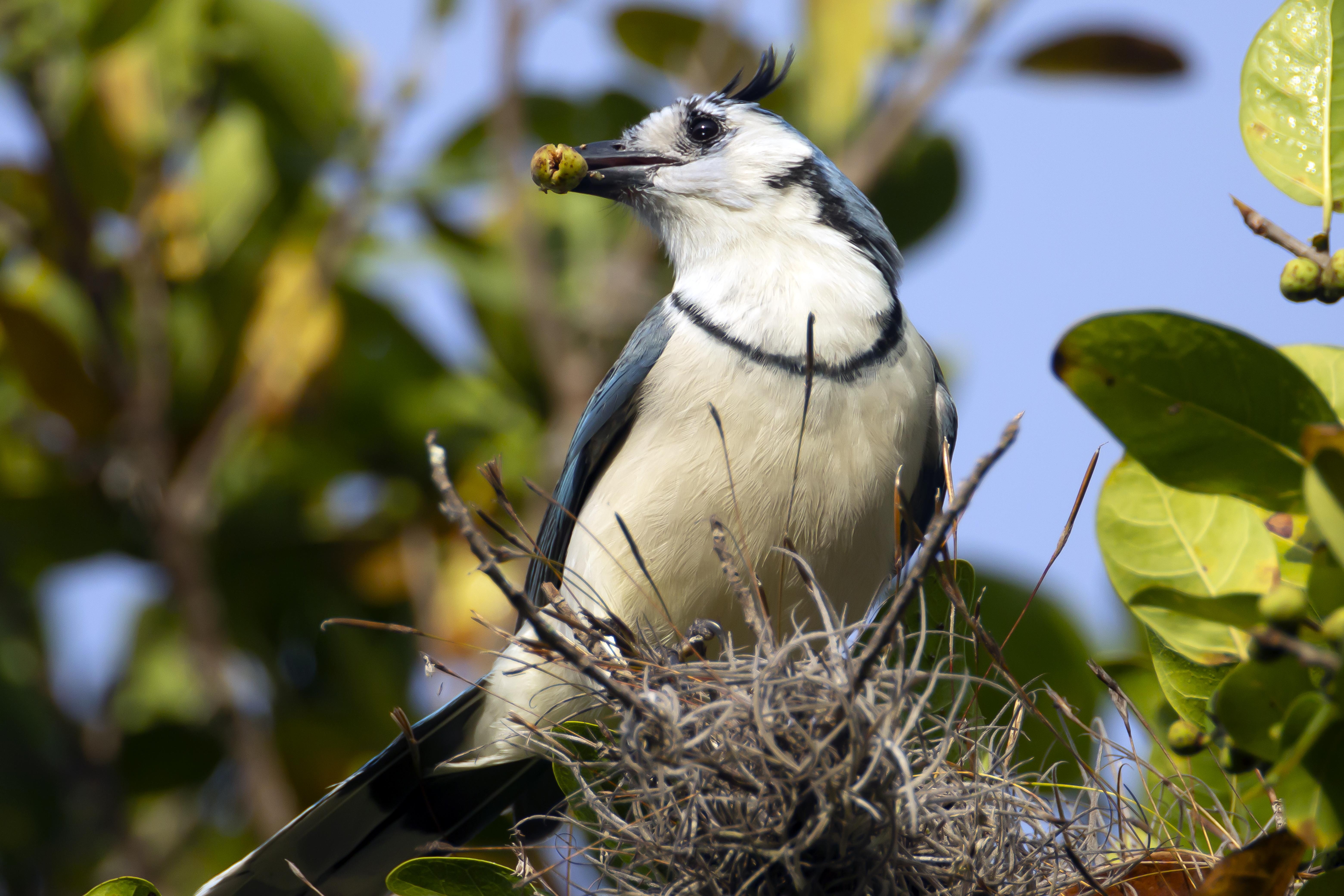 -FOTODELDÍA- AME1240. SANTA LUCIA (HONDURAS), 14/01/2025.- Un pájaro se alimenta de los frutos de un árbol este martes, en Santa Lucia (Honduras). EFE/ Gustavo Amador