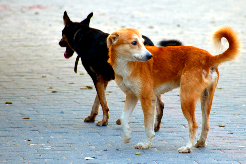 Donatón en Villavicencio por los animales sin hogar: así puede ayudar