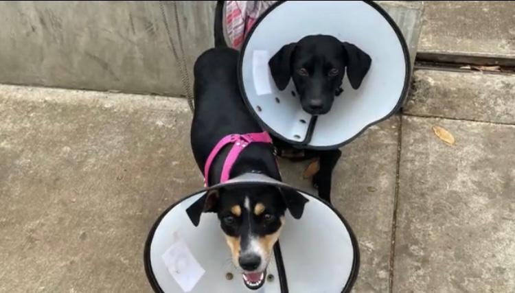Indignación en Cali por hombres que amarraron a dos perritas a una reja y las abandonaron