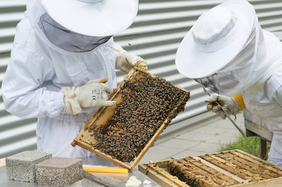Según los apicultores, hace dos años se disminuyó la población de abejas debido a las sequías. / Pixabay