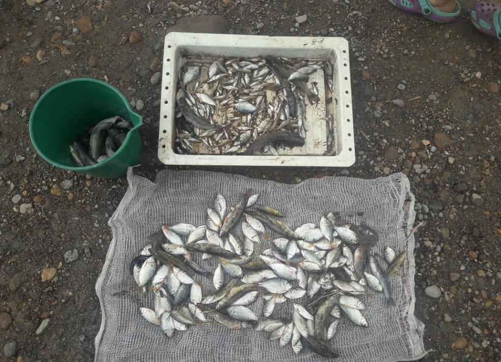 Alarma por muerte masiva de peces en el río Ocoa