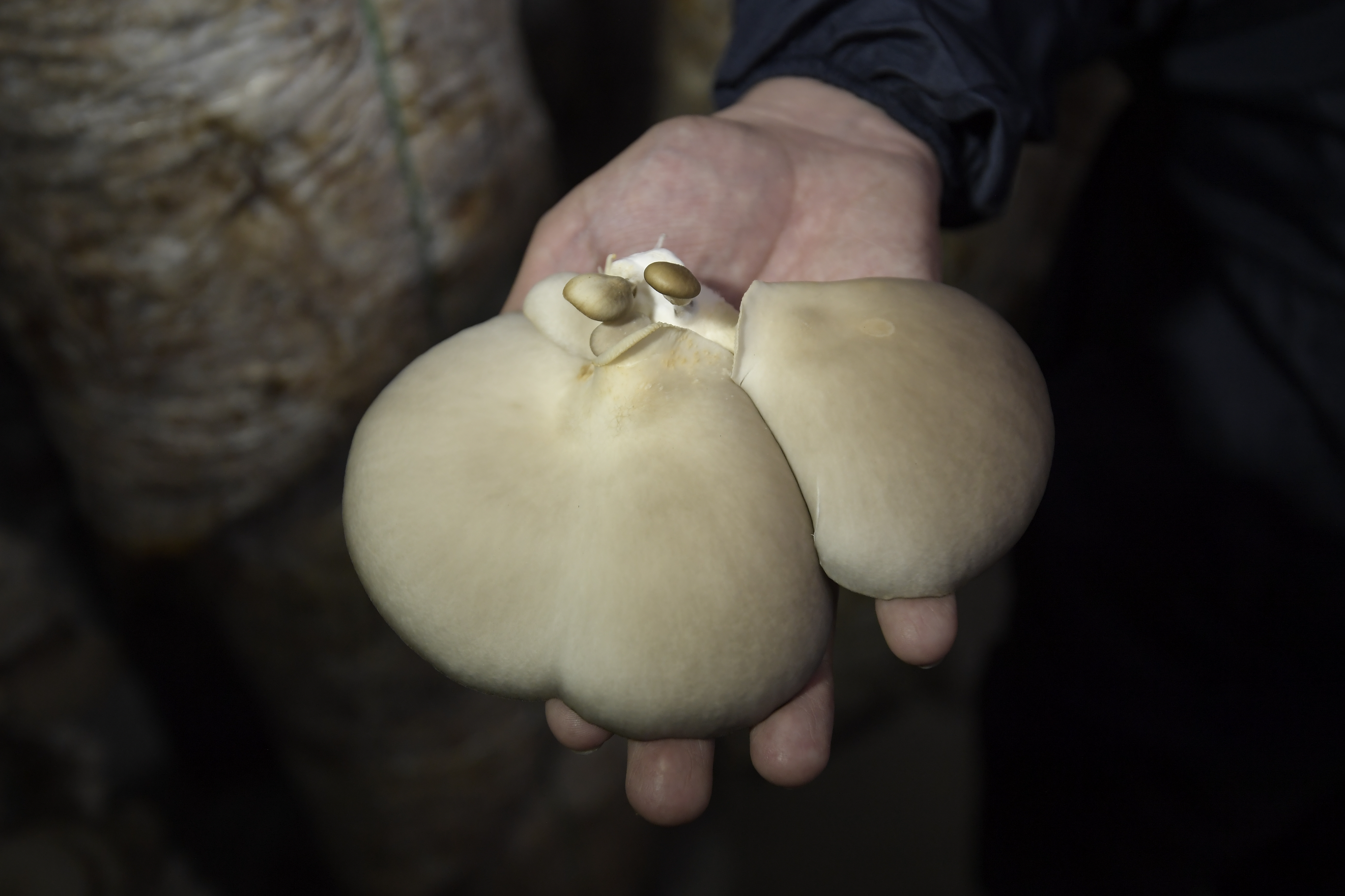 Vereda en la localidad de Usme en la que habitan 200 familias que cultivan diferentes productos.