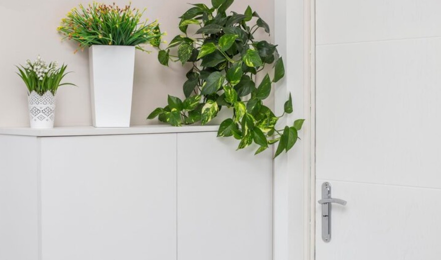 Plantas de puerta