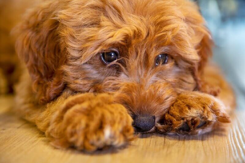 Tener un perro puede estar asociado con una vida más larga
