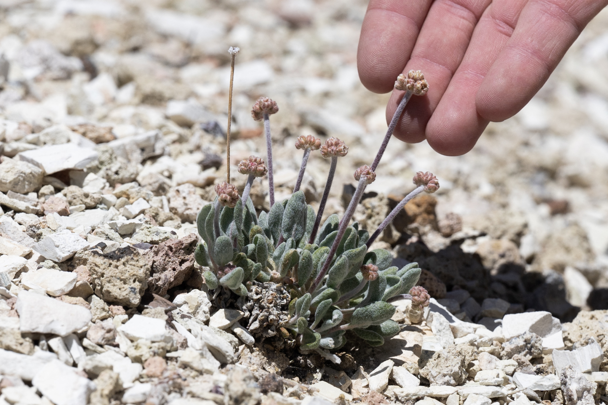 La rara flor en riesgo de extinción por fiebre del litio en EEUU