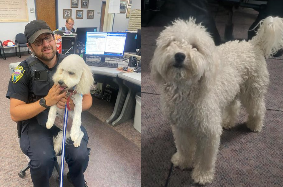 Como de película: encuentran a un perrito perdido gracias a una multa de tránsito