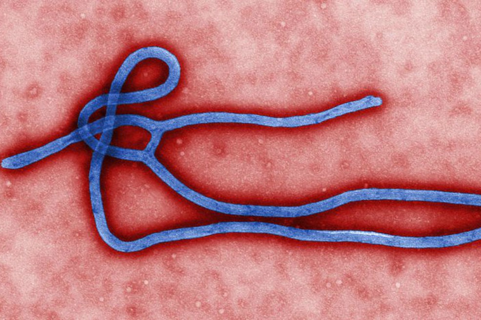 Esfuerzo global para cazar a los virus que amenazan a los humanos