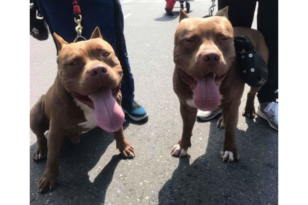 Amantes de los pitbull marcharon en contra de la estigmatización de la raza
