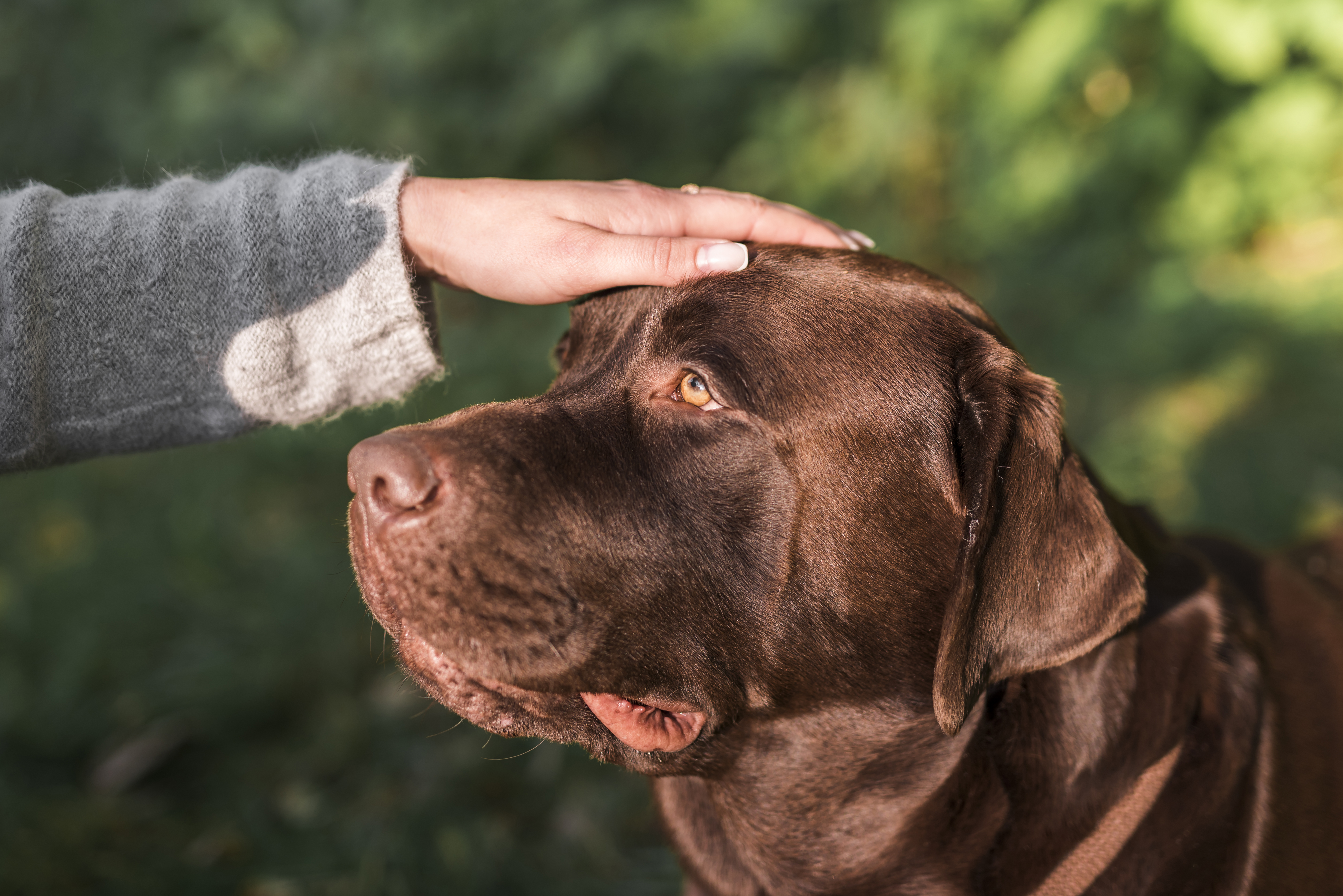 Por esta razón no debe acariciar ni saludar a un perro que no conoce