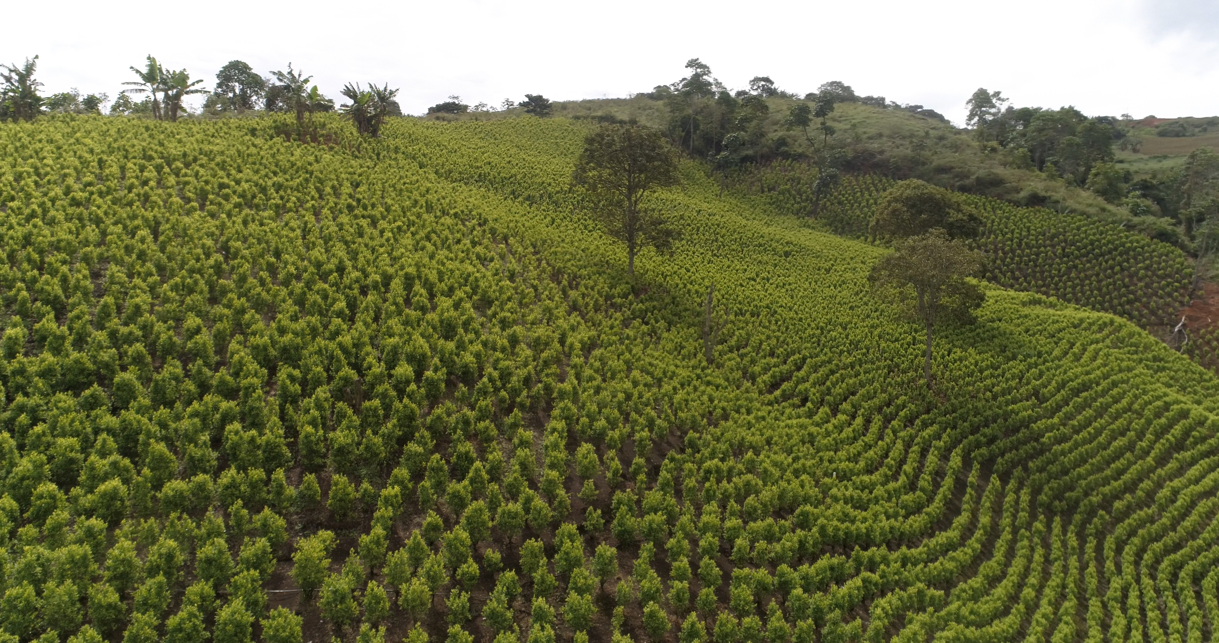 Panorámica de cultivos de coca en Buenos Aires, Cauca.