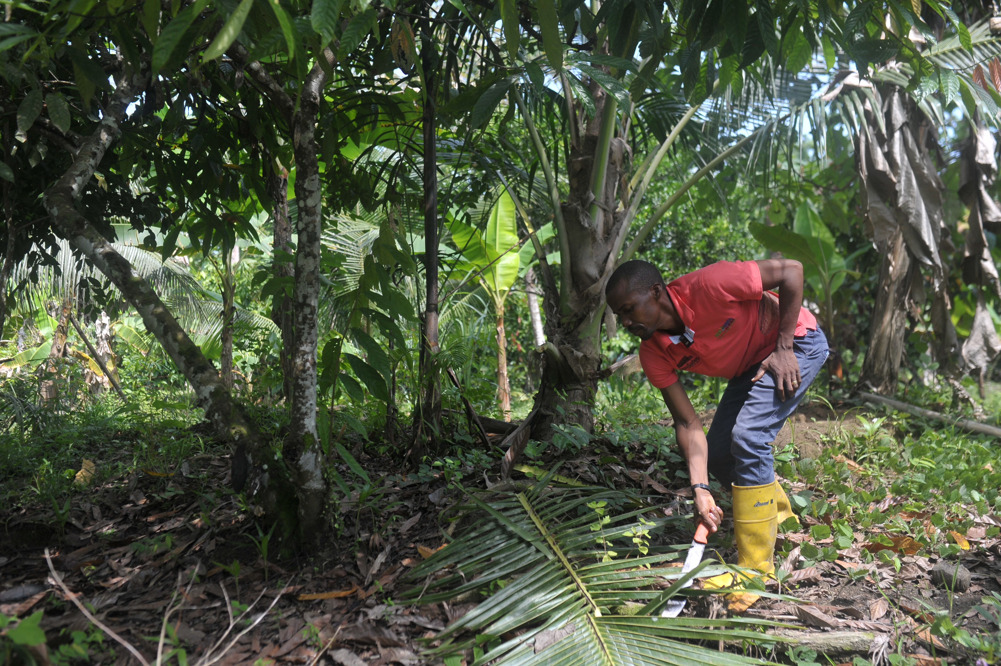 La reforma agraria que avanza, pero no en Tumaco