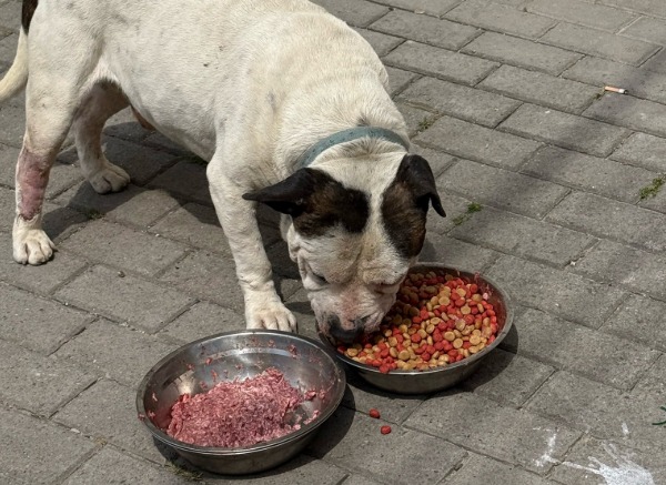 Perros de la calle también tendrán cena de Navidad: fundación busca completar mil platos