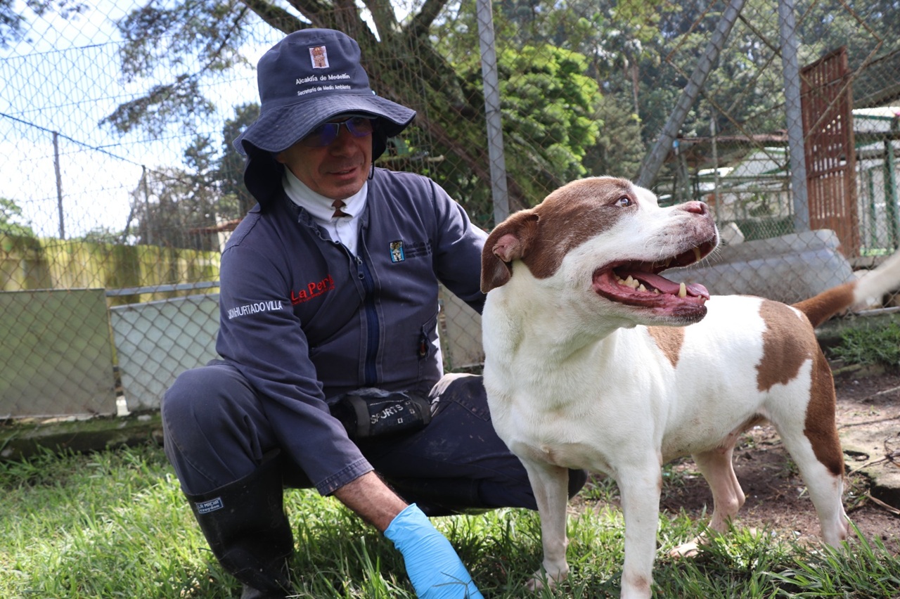 Estas son las recomendaciones de la alcaldía para cuidar a las mascotas en época del lluvias
