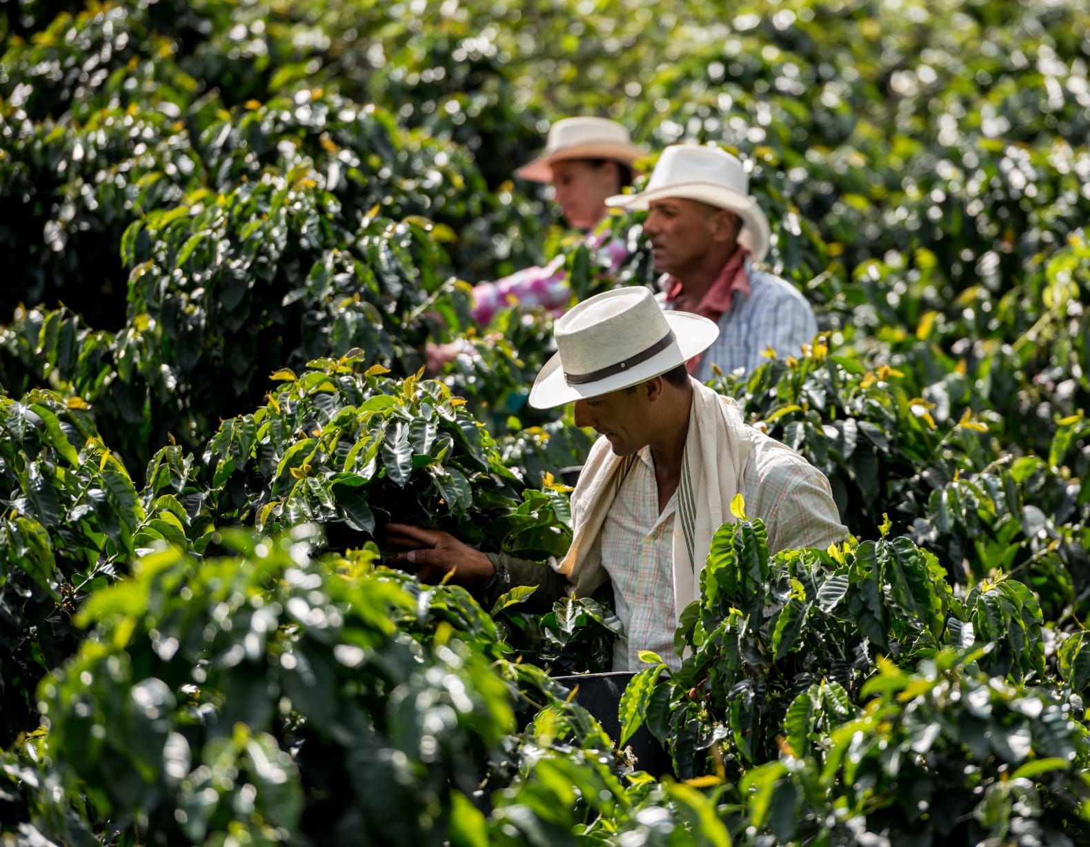 Los esfuerzos para proteger el café colombiano de El Niño y el cambio climático