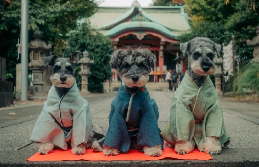 Una tradición milenaria en Japón ahora bendice a las mascotas en lugar de a los niños