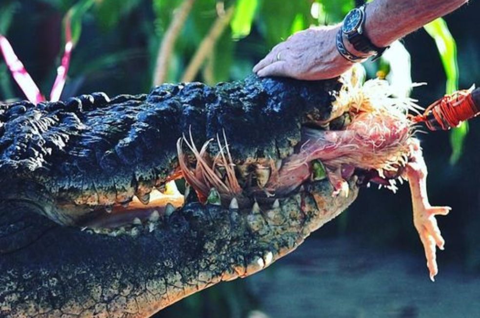 Muere el cocodrilo cautivo más grande del mundo: medía más de cinco metros