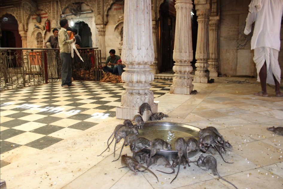 Templo de las ratas, otra curiosidad india convertida en reclamo turístico