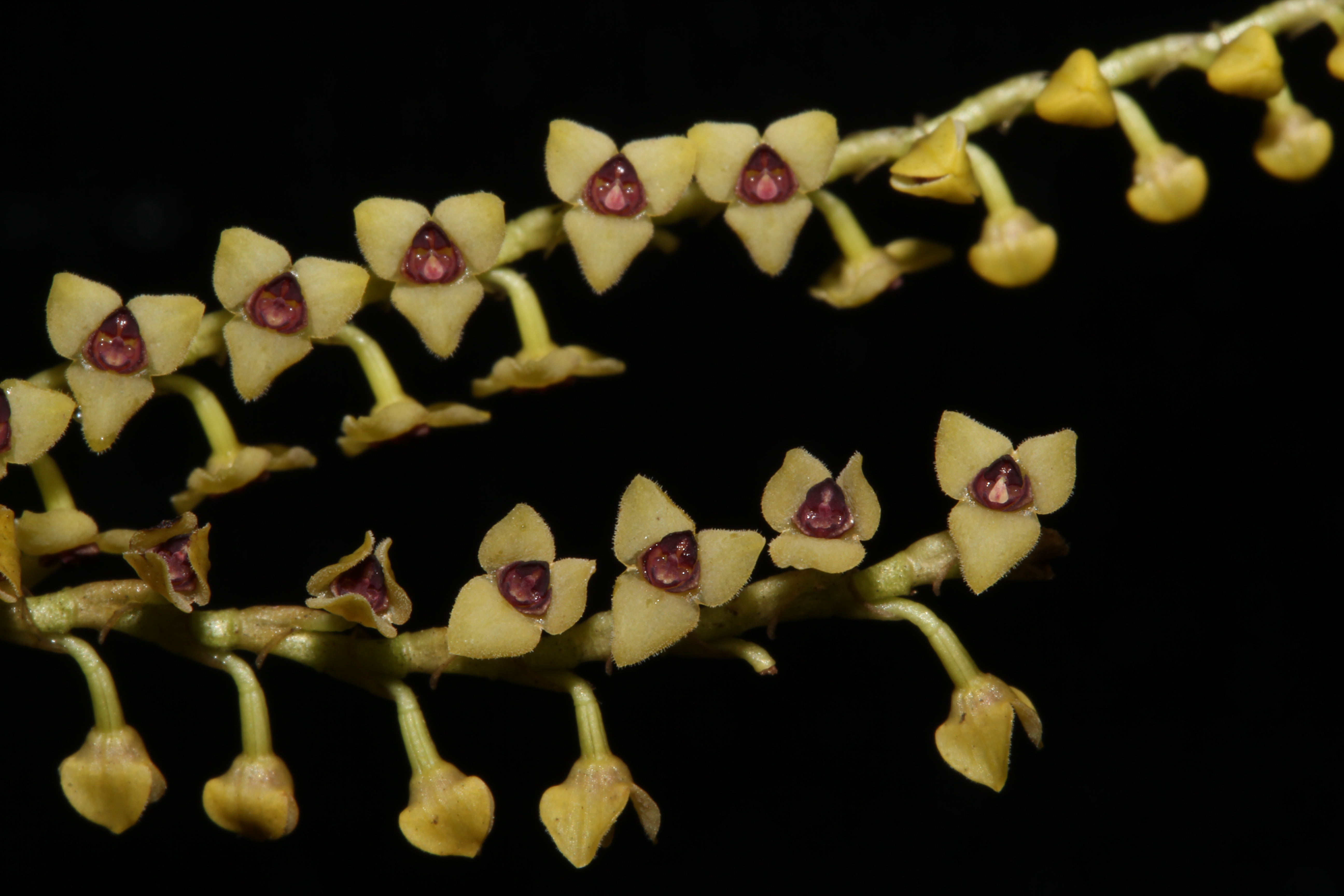 Especie Stelis pusilla