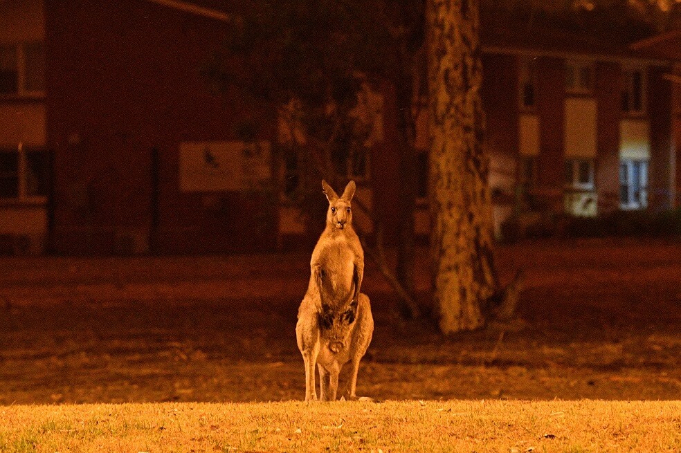 Casi medio millardo de animales han muerto por los incendios en Australia