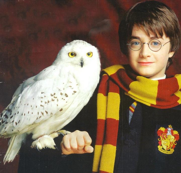 Obsesión por Harry Potter en Asia preocupa: crece venta de lechuzas como mascota