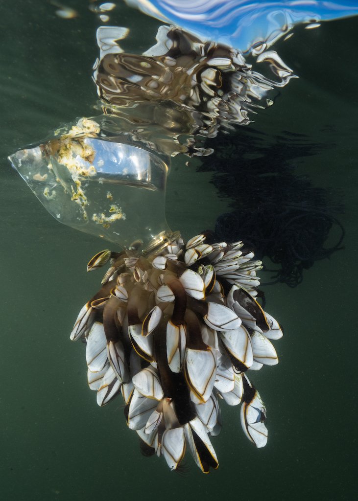 Marineros de plástico. (Finalista). "Cientos de artículos cubiertos con percebes de cuello de cisne llegan cada año a la playa de Chesil, en el Reino Unido, arrastrados hasta allí por las tormentas invernales. Estos no son nativos del Reino Unido y generalmente han cruzado el Atlántico. Este objeto en particular era una botella de plástico con una colonia de percebes y una red de pesca que encontré en la playa. Para contar la historia de cómo la basura oceánica se convirtió en un hábitat para la vida silvestre, los llevé al lado protegido de Chesil en el puerto de Portland y los volví a flotar allí. El agua estaba a unos 8°C, estaba en traje de neopreno y el agua estaba increíblemente agitada por el viento, que seguía alejando la botella de mí. Disparé hacia arriba porque me encantaba el reflejo en la superficie del agua, manteniendo la botella y los percebes como foco principal de la imagen".