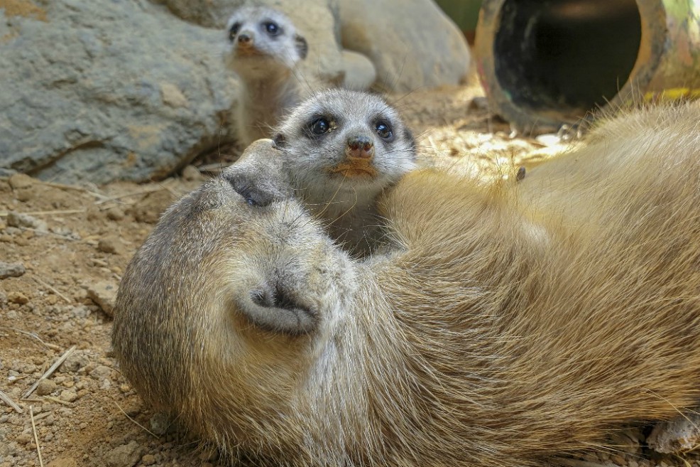 Un “baby boom” en el zoológico de Pereira durante la pandemia
