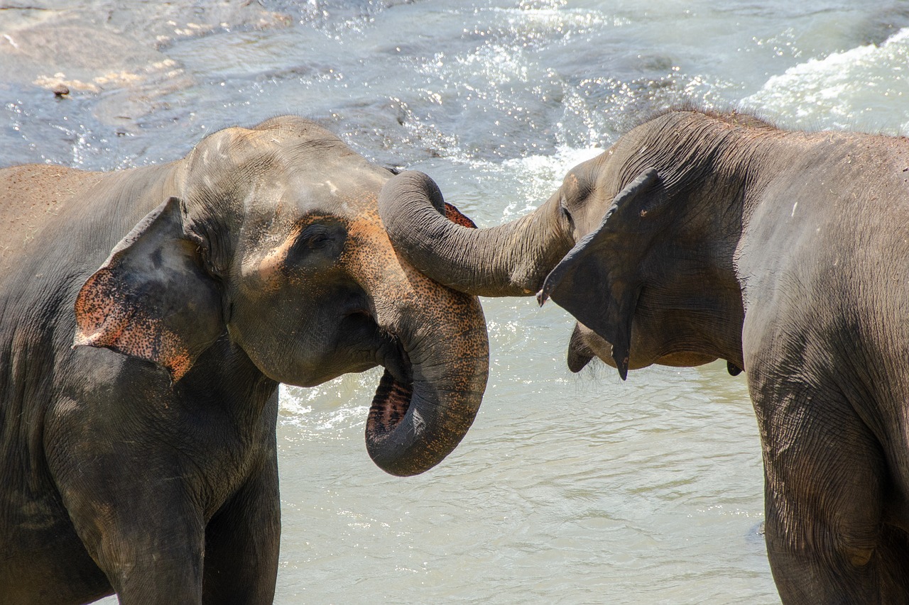 La historia del único elefante nacido de dos especies