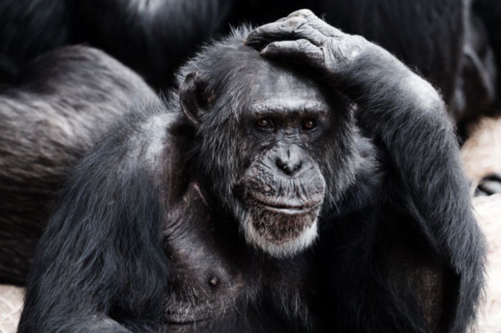Chimpancés, abandonados por científicos en Liberia