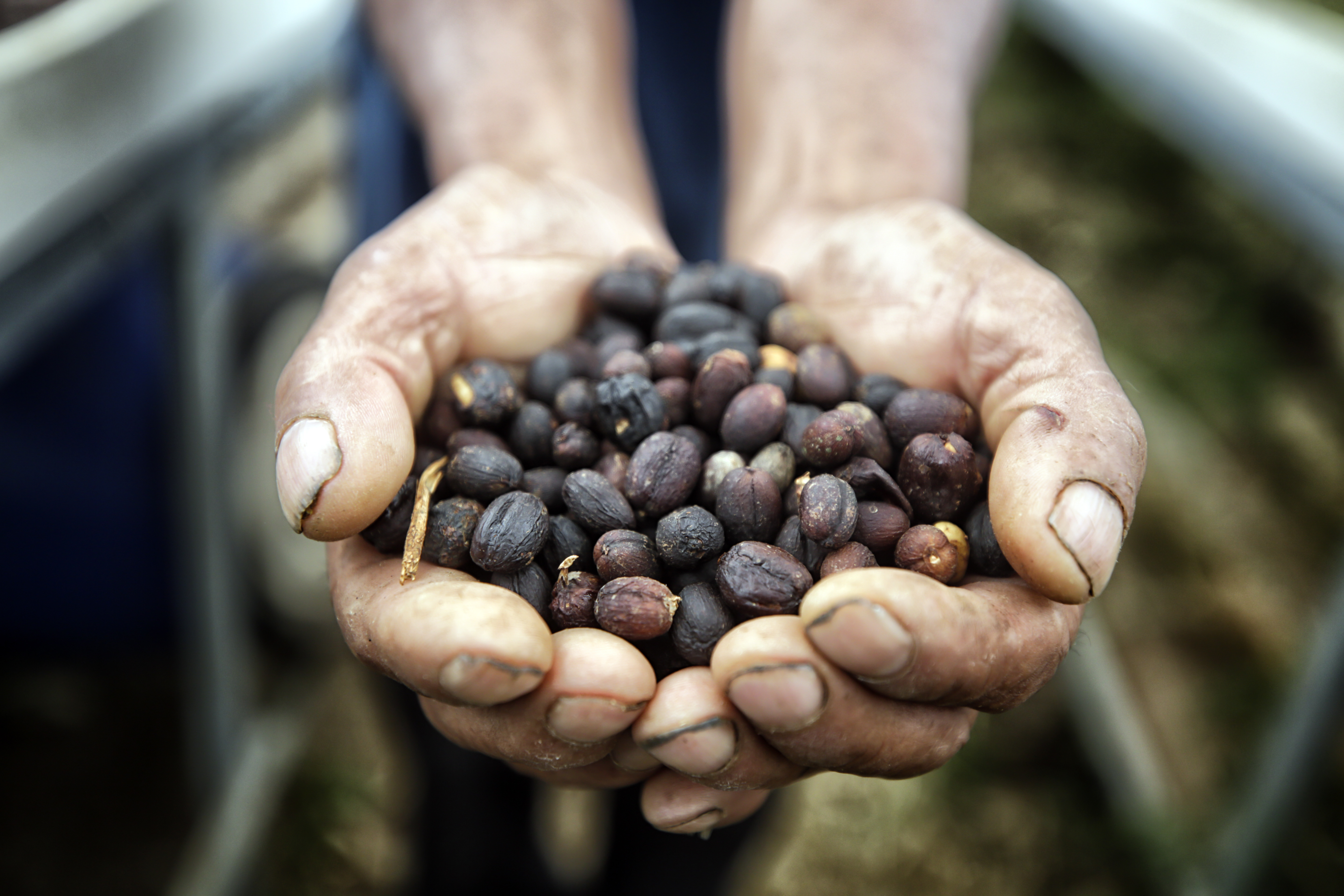 Cafés especiales del Tolima llegan a la feria más importante de América