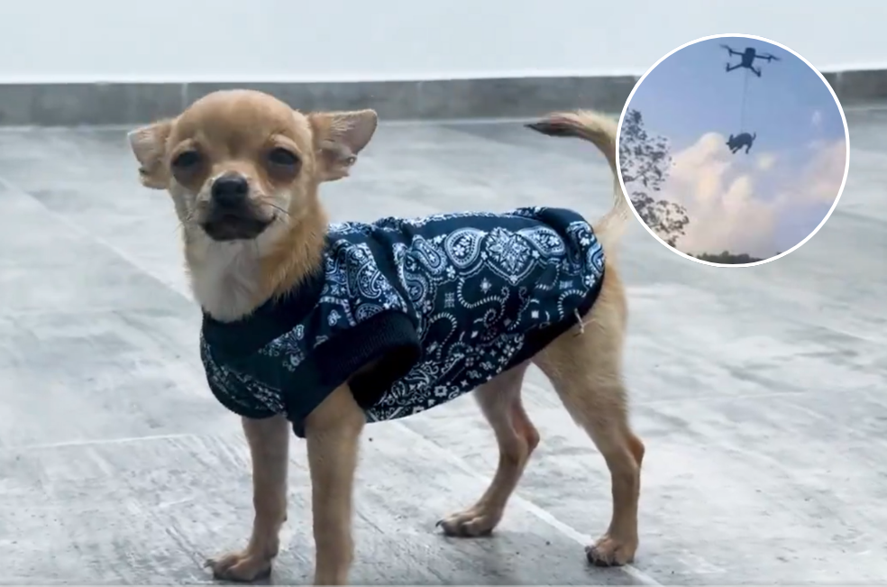 Rescatan a Osito, el perro que fue elevado con un dron a más de tres metros