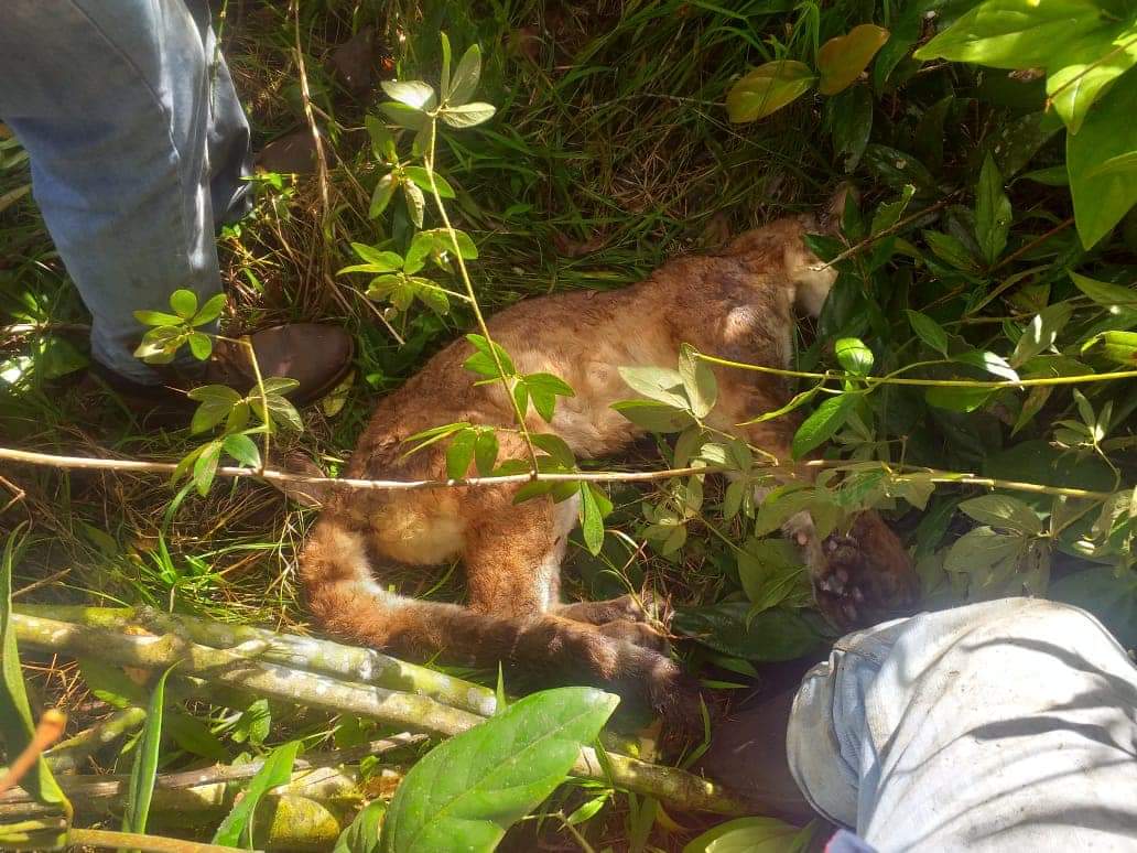 El descubrimiento fue hecho por miembros de una comunidad de una vereda.