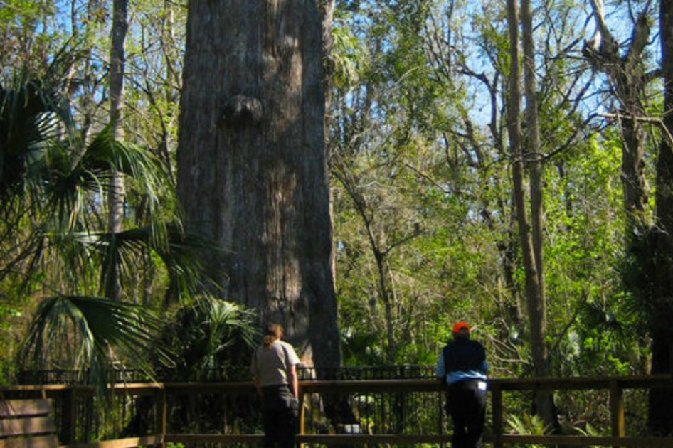 Piden clonar árbol de dos mil años en Estados Unidos