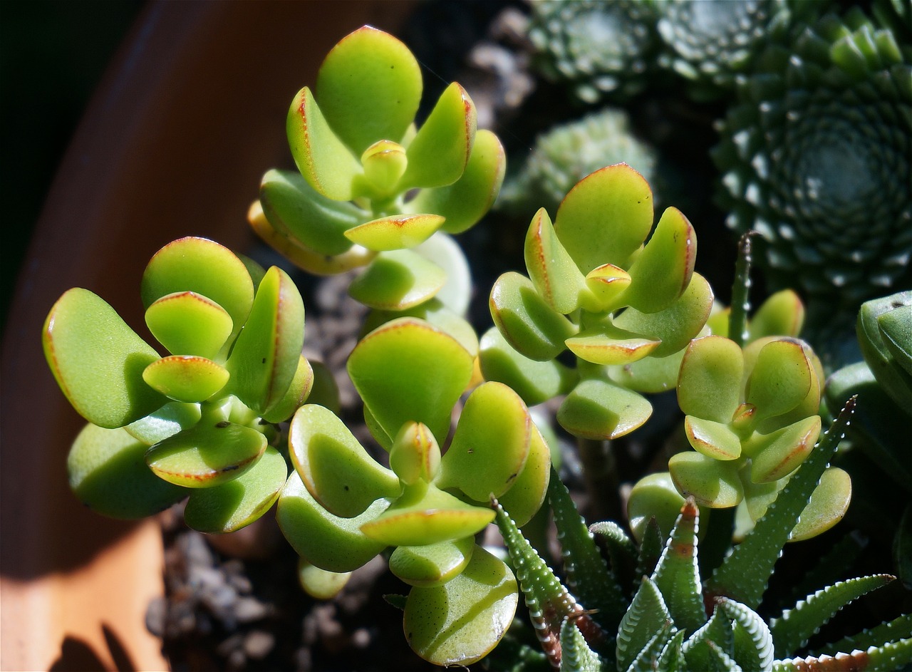 ¿Por qué se caen las hojas del árbol de jade y cómo solucionarlo?