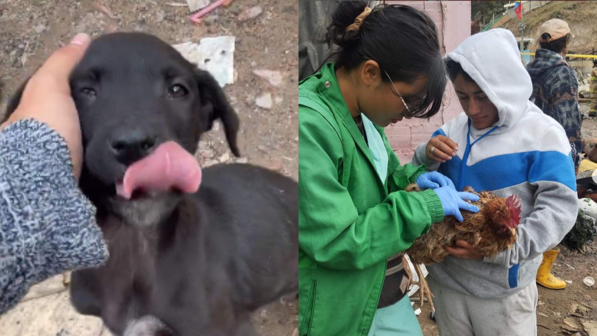Animales también quedaron sin hogar tras incendio en Santa Fe