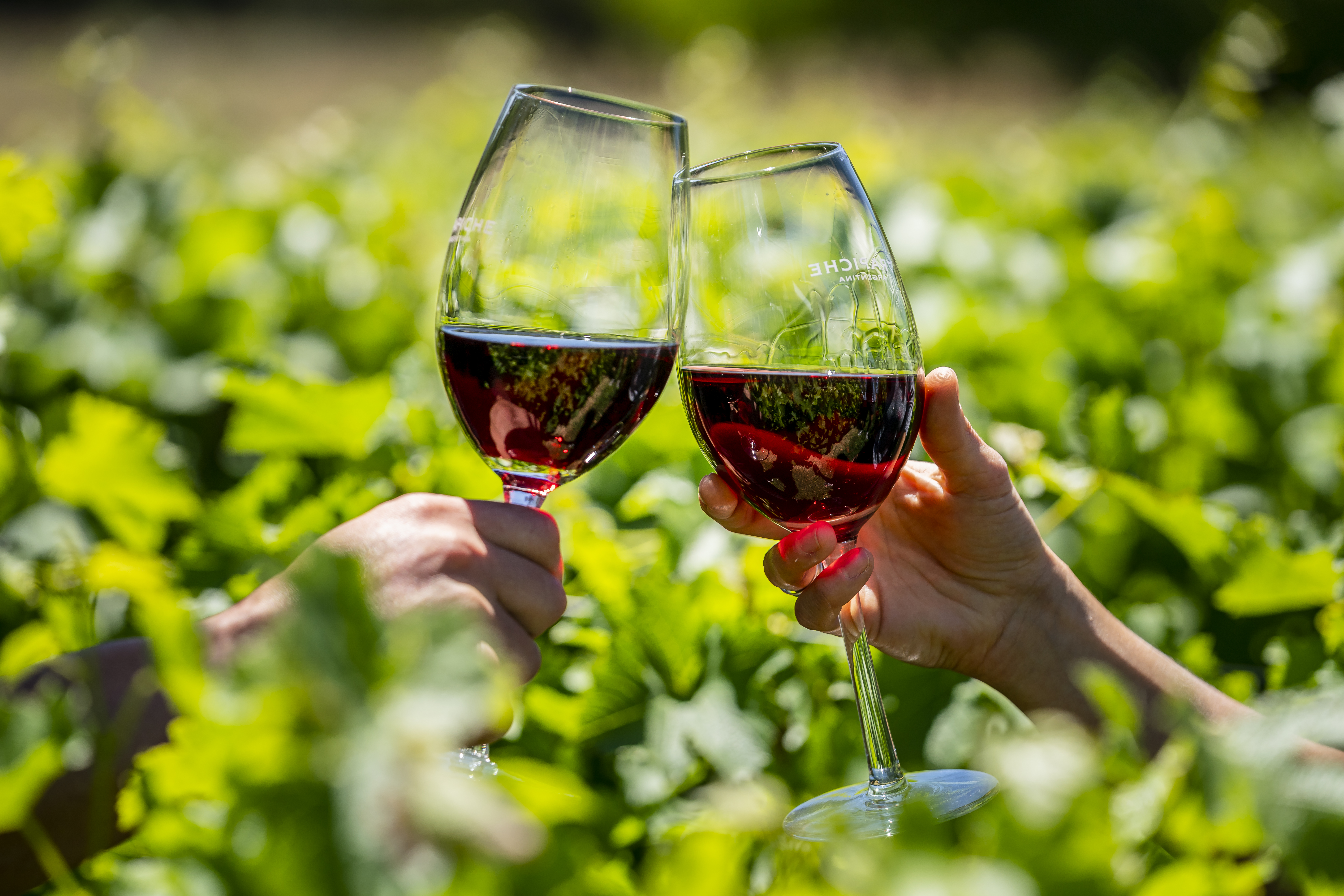 Se dice que el mejor Malbec del mundo se encuentra en Mendoza, Argentina.