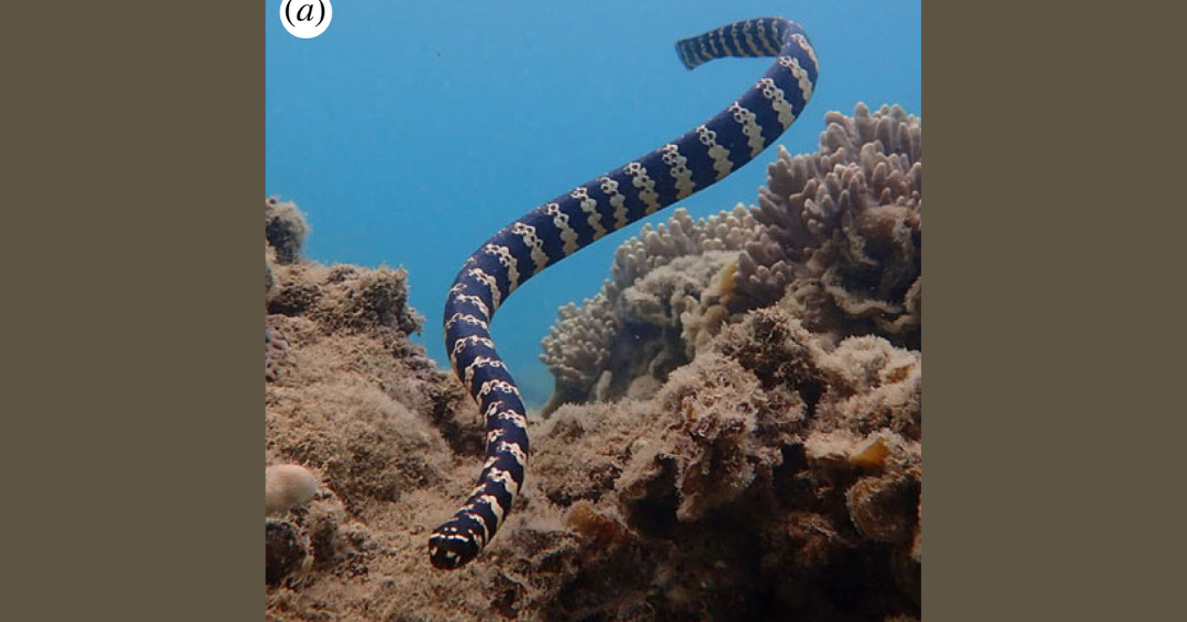 La razón por la que las serpientes marinas macho habrían desarrollado grandes ojos