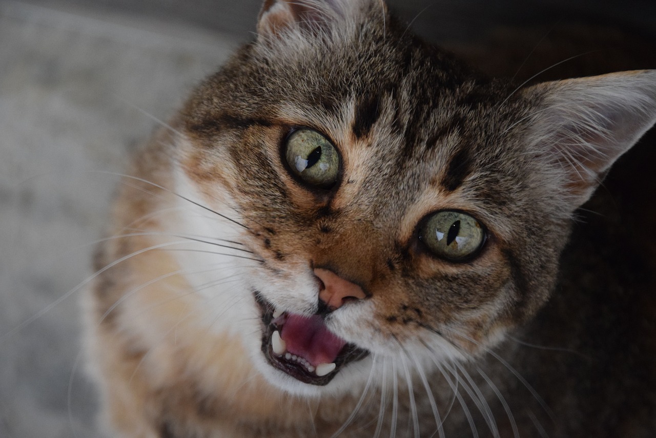 Los gatos levantan ligeramente el labio superior para crear un mecanismo de bombeo que permita que los olores lleguen al órgano vomeronasal.