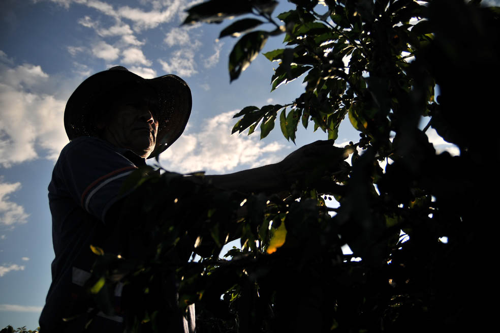 ‘Junio, mes de 850 mil sacos de café’