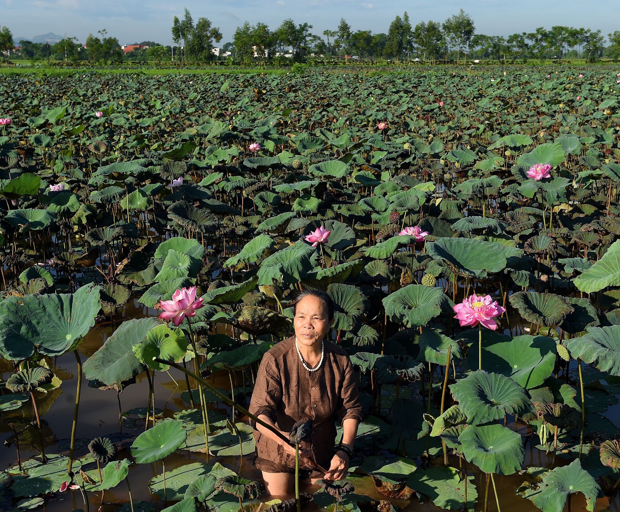 La seda de loto de Vietnam, un tejido ecológico, raro y codiciado