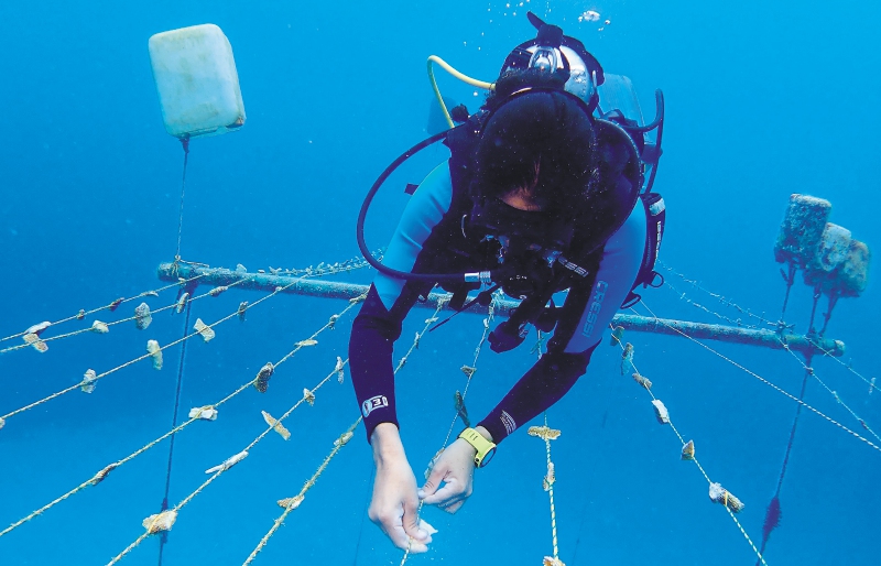 Colombia tiene el proyecto más grande de restauración de arrecifes de coral del Caribe