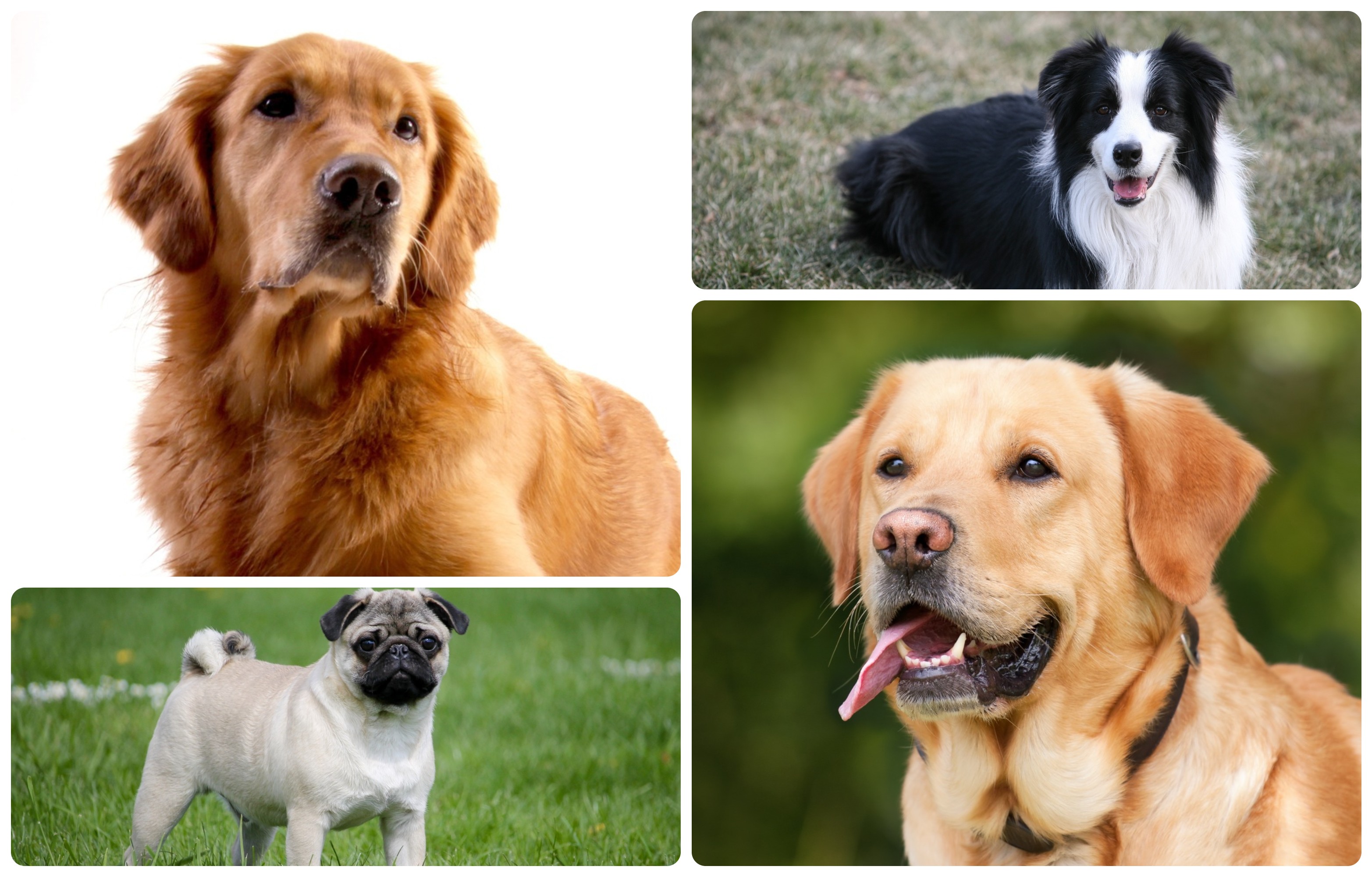 La esperanza de vida varía según el tamaño del perro.