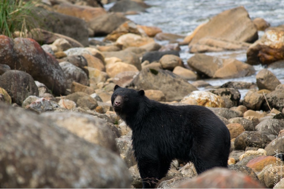 En Colombia está prohibida la cacería de osos. El oso andino es la única especie del continente suramericano.