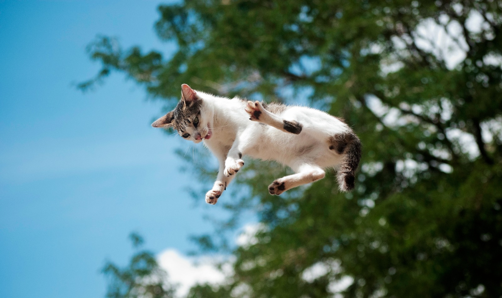 ¿Por qué los gatos siempre caen de pie?