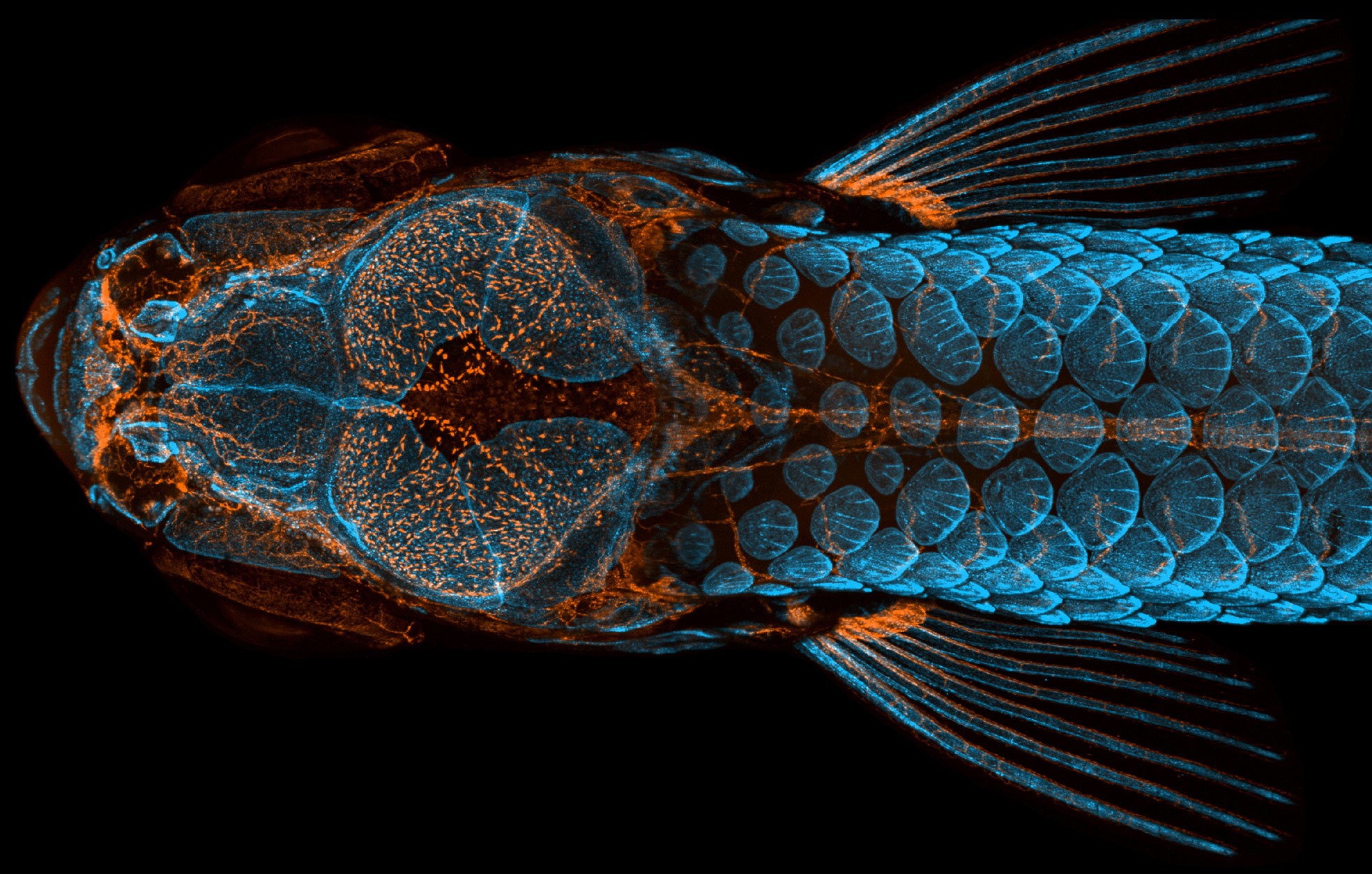 Ganadores del concurso de microfotografía “Small World 2020”