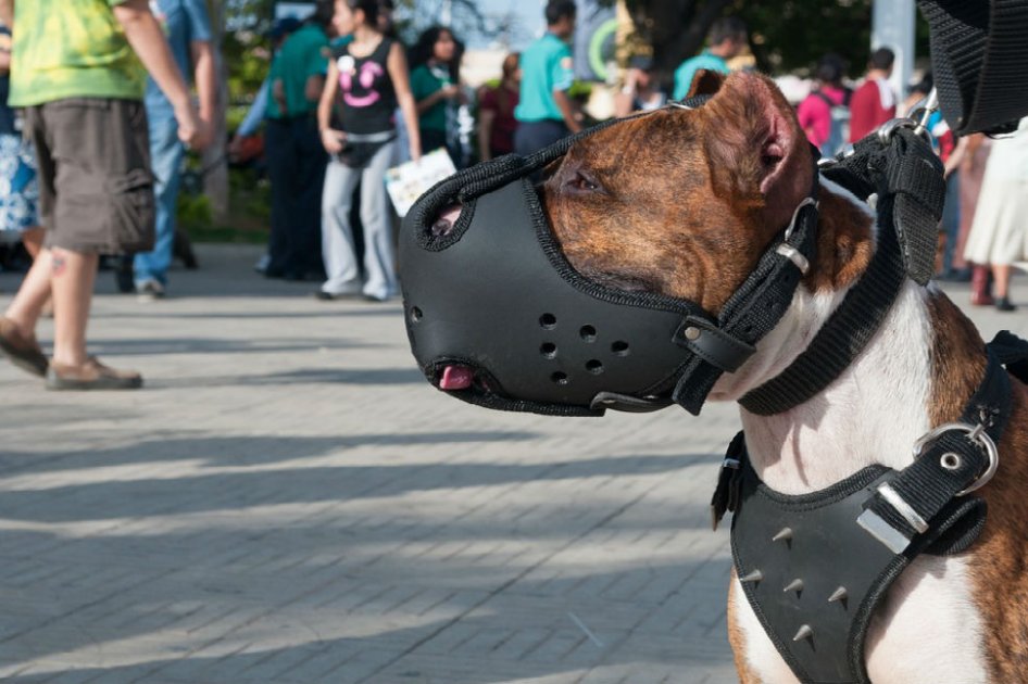 En promedio, cada hora son atacados dos ciudadanos por perros en Bogotá
