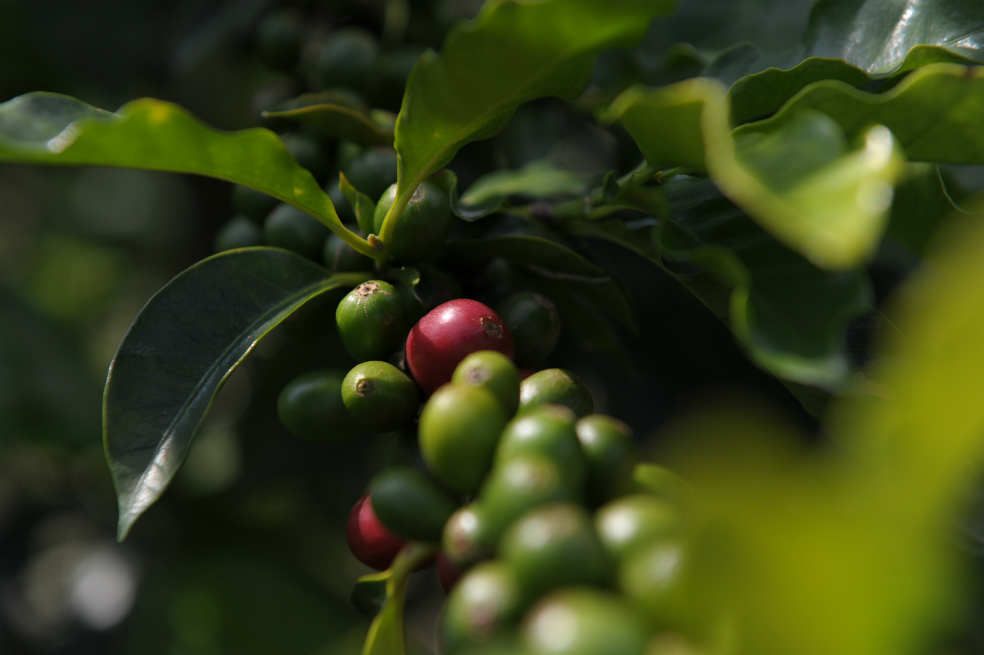 Producción cafetera subió en marzo, pero cayó en los demás rubros