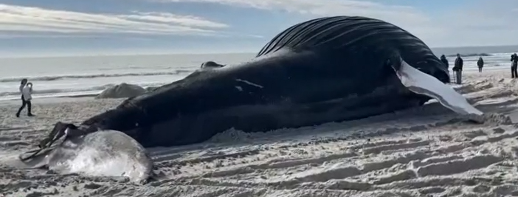 (Fotos) Ballena jorobada fue encontrada muerta en las costas de Nueva York