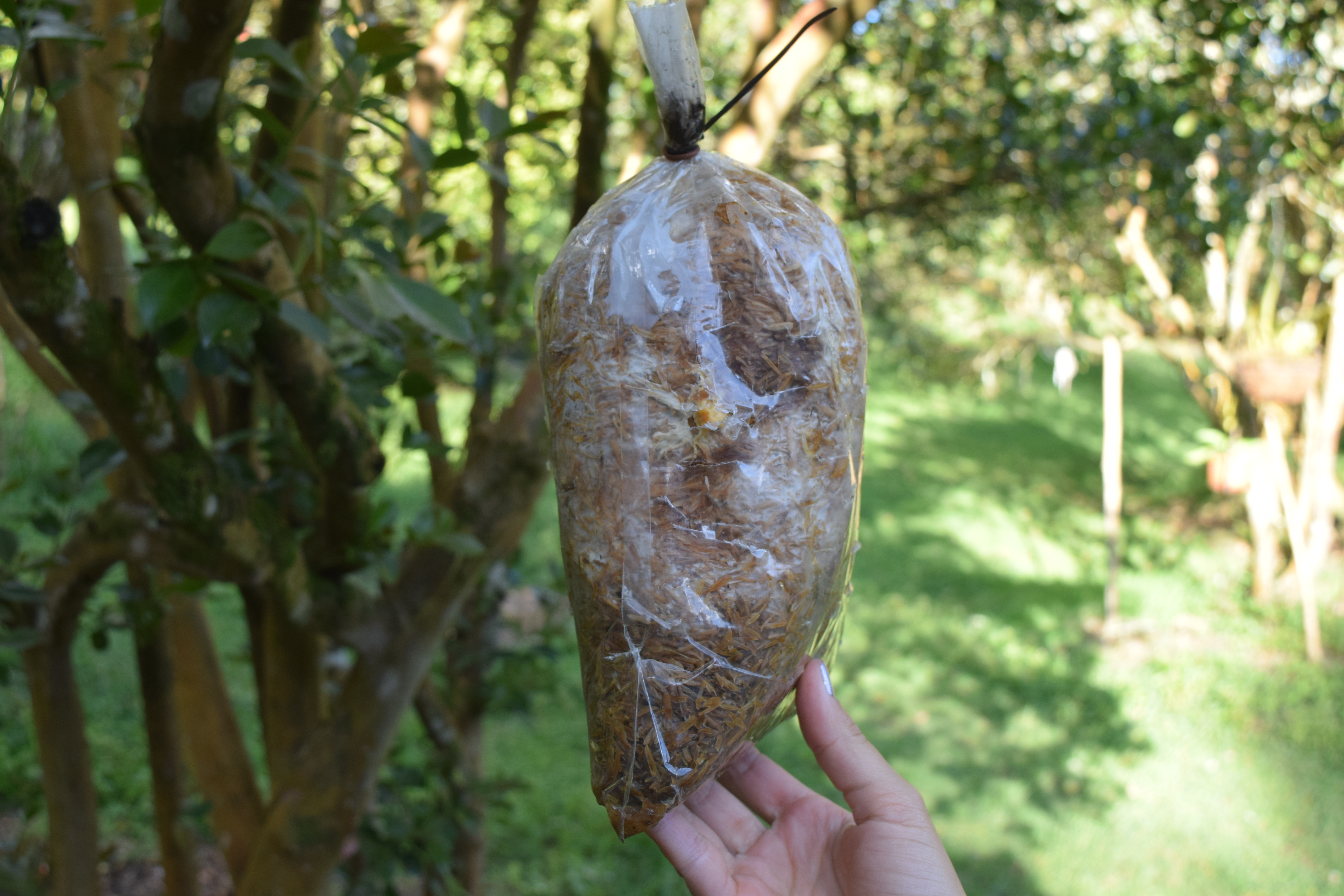 Los pequeños botones de las orellanas se empiezan a ver luego de un par de semanas (a veces un poco más, y esto depende del clima). Es importante estar atentos a su aparición para crear un agujero que permita el crecimiento de las orellanas.